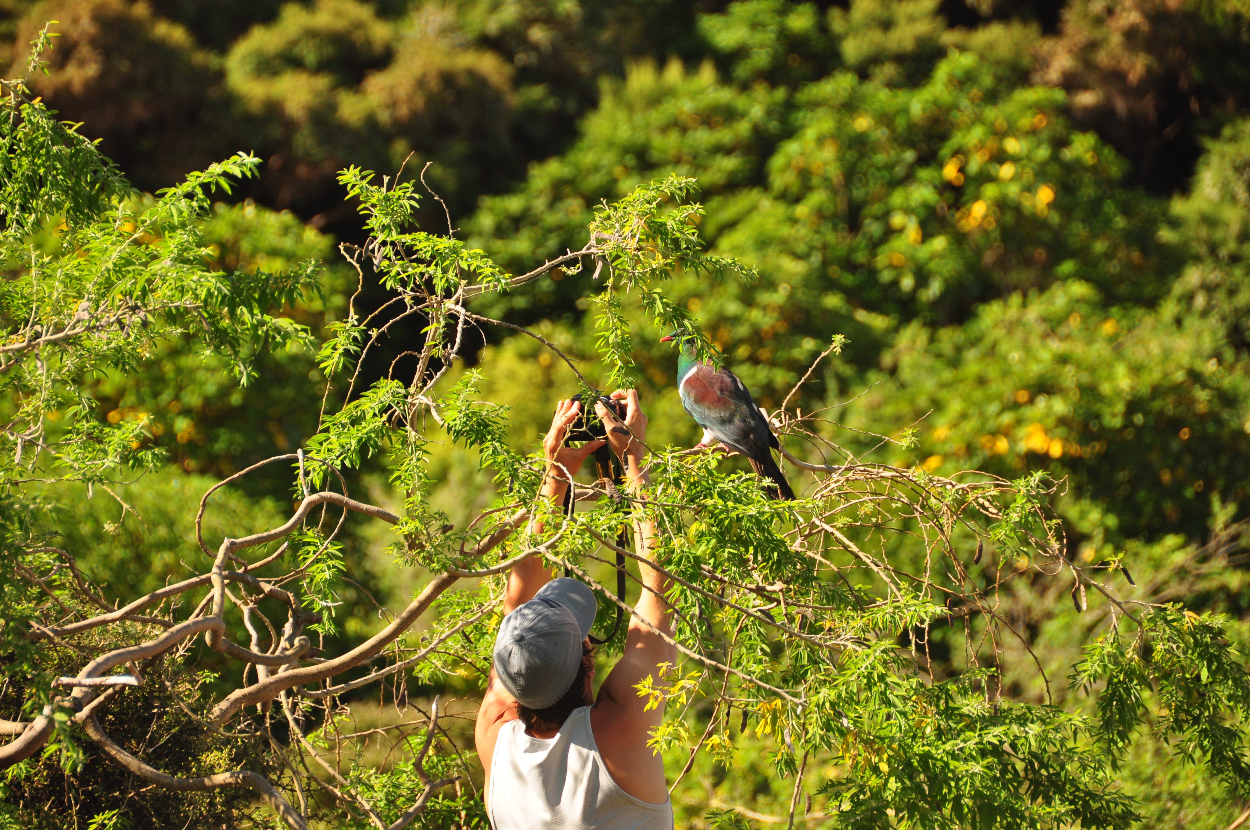 Kapiti island Kereū