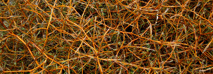 Sand coprosma (Coprosma acerosa)